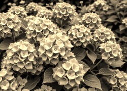 Szary + Sepia