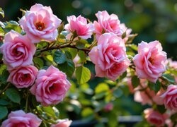 Oryginalny obrazek