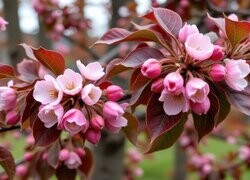 Oryginalny obrazek