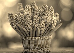 Szary + Sepia
