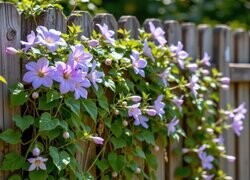 Oryginalny obrazek
