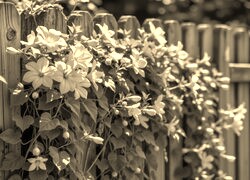 Szary + Sepia