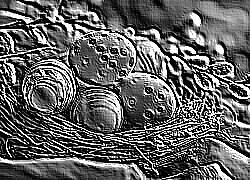 Skamielina