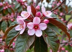 Oryginalny obrazek