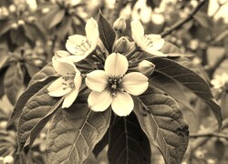 Szary + Sepia