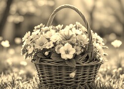 Szary + Sepia