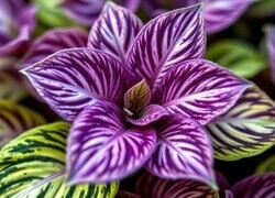 Oryginalny obrazek