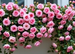 Oryginalny obrazek