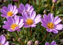 Oryginalny obrazek
