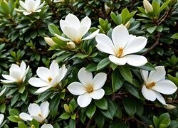 Oryginalny obrazek