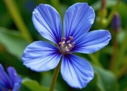 Oryginalny obrazek