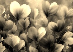Szary + Sepia