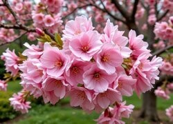 Oryginalny obrazek