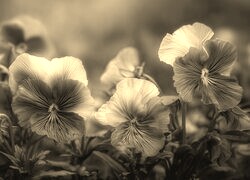 Szary + Sepia