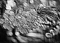 Skamielina
