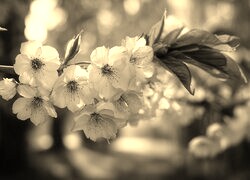 Szary + Sepia