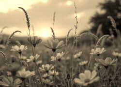 Szary + Sepia