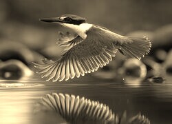 Szary + Sepia
