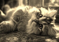 Szary + Sepia