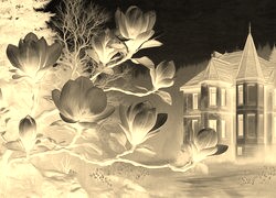 Sepia + Negatyw
