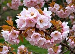 Oryginalny obrazek