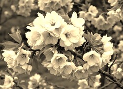Szary + Sepia