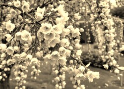 Szary + Sepia