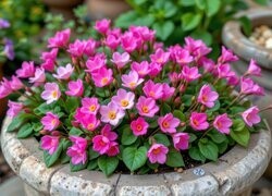 Oryginalny obrazek