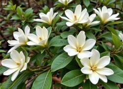 Oryginalny obrazek
