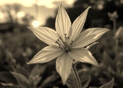 Sepia