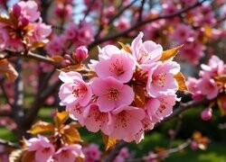 Oryginalny obrazek