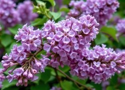 Oryginalny obrazek