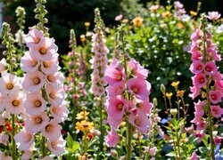 Oryginalny obrazek