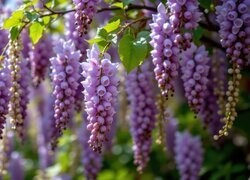 Oryginalny obrazek