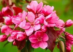 Oryginalny obrazek