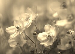 Szary + Sepia
