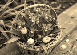 Szary + Sepia