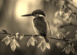 Szary + Sepia