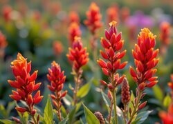 Oryginalny obrazek