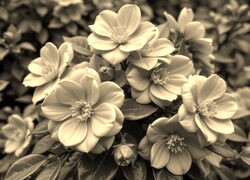 Szary + Sepia