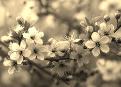 Szary + Sepia