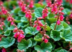 Oryginalny obrazek