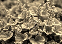Szary + Sepia