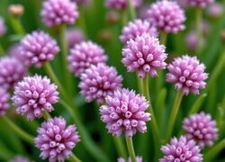 Oryginalny obrazek
