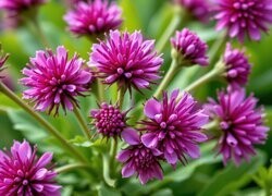 Oryginalny obrazek