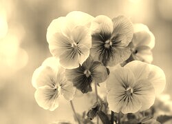 Szary + Sepia