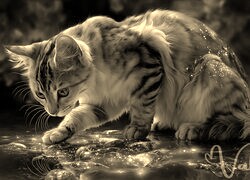 Szary + Sepia
