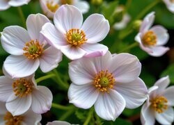 Oryginalny obrazek