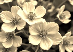 Szary + Sepia