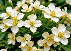 Oryginalny obrazek